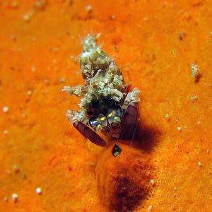 Phyllognathia simplex 印度尼西亚 Indonesia , 安汶 Ambon @LazyDiving.com 潜水时光