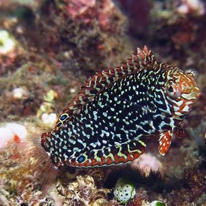 Macropharyngodon meleagris Macropharyngodon meleagris 珍珠龙 Indonesia 印度尼西亚 Ambon 安汶 @LazyDiving.com 潜水时光