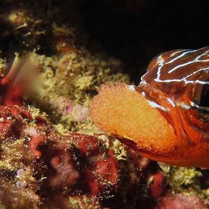 Ostorhinchus cyanosoma 印度尼西亚 Indonesia , 马鲁古 Maluku ,