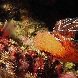 Ostorhinchus cyanosoma Ostorhinchus cyanosoma 金线天竺鲷 Indonesia 印度尼西亚 Ambon 安汶 @LazyDiving.com 潜水时光