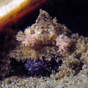 Lybia 印度尼西亚 Indonesia , 安汶 Ambon @LazyDiving.com 潜水时光