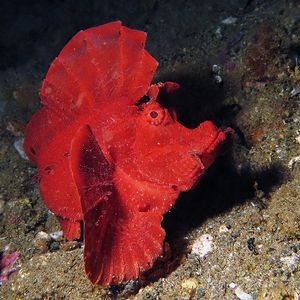 Rhinopias eschmeyeri Rhinopias eschmeyeri 埃氏吻鮋 Indonesia 印度尼西亚 Ambon 安汶 @LazyDiving.com 潜水时光