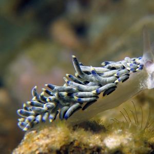 Trinchesia 印度尼西亚 Indonesia , 安汶 Ambon @LazyDiving.com 潜水时光