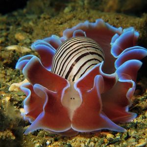 Hydatina physis 印度尼西亚 Indonesia , 安汶 Ambon @LazyDiving.com 潜水时光