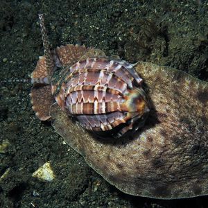 Harpa major 印度尼西亚 Indonesia , 马鲁古 Maluku , 安汶 Ambon @LazyDiving.com 潜水时光