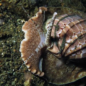 Harpa major 印度尼西亚 Indonesia , 马鲁古 Maluku , 安汶 Ambon @LazyDiving.com 潜水时光