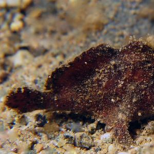 Antennarius randalli 印度尼西亚 Indonesia , 安汶 Ambon @LazyDiving.com 潜水时光