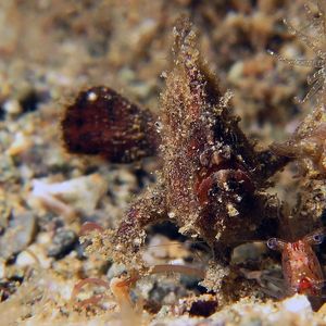 Antennarius randalli 印度尼西亚 Indonesia , 马鲁古 Maluku , 安汶 Ambon @LazyDiving.com 潜水时光