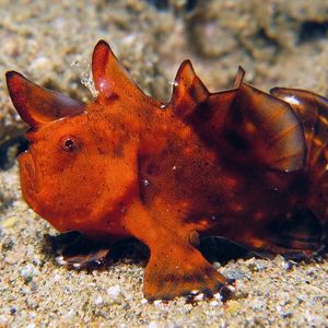 Antennarius maculatus Antennarius maculatus 印度尼西亚 Indonesia , 马鲁古 Maluku , 安汶 Ambon @LazyDiving.com 潜水时光