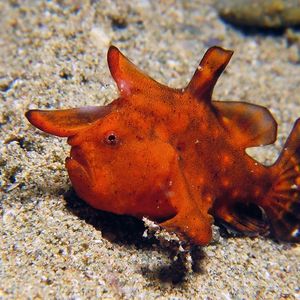 Antennarius maculatus Antennarius maculatus 印度尼西亚 Indonesia , 马鲁古 Maluku , 安汶 Ambon @LazyDiving.com 潜水时光