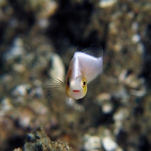 Amphiprion perideraion 印度尼西亚 Indonesia , 安汶 Ambon @LazyDiving.com 潜水时光