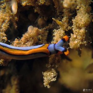 Thuridilla lineolata 印度尼西亚 Indonesia , 安汶 Ambon @LazyDiving.com 潜水时光