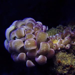 Phyllodesmium magnum 印度尼西亚 Indonesia , 安汶 Ambon @LazyDiving.com 潜水时光