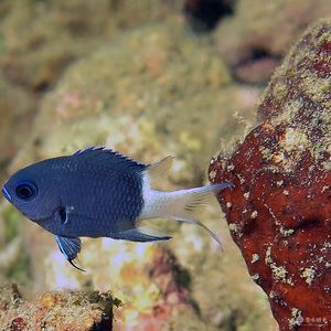 Chromis caudalis 印度尼西亚 Indonesia , 安汶 Ambon @LazyDiving.com 潜水时光