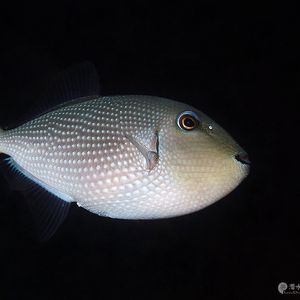 Xanthichthys auromarginatus Xanthichthys auromarginatus 金边炮弹 Indonesia 印度尼西亚 Ambon 安汶 @LazyDiving.com 潜水时光