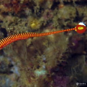 Dunckerocampus pessuliferus 印度尼西亚 Indonesia , 安汶 Ambon @LazyDiving.com 潜水时光