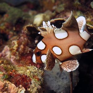 Plectorhinchus chaetodonoides 印度尼西亚 Indonesia , 马鲁古 Maluku , 安汶 Ambon @LazyDiving.com 潜水时光