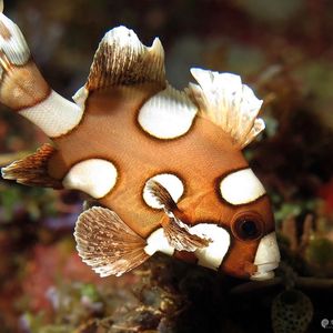 Plectorhinchus chaetodonoides 印度尼西亚 Indonesia , 马鲁古 Maluku , 安汶 Ambon @LazyDiving.com 潜水时光