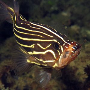 Grammistes sexlineatus Grammistes sexlineatus 六带线纹鱼 Indonesia 印度尼西亚 Ambon 安汶 @LazyDiving.com 潜水时光