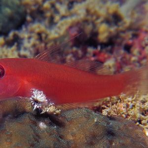 Trimma benjamini 印度尼西亚 Indonesia , 马鲁古 Maluku , 安汶 Ambon @LazyDiving.com 潜水时光