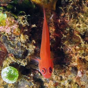 Trimma benjamini 印度尼西亚 Indonesia , 马鲁古 Maluku , 安汶 Ambon @LazyDiving.com 潜水时光