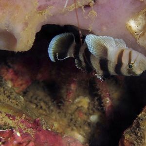 Priolepis nocturna Priolepis nocturna 夜栖锯鳞虾虎鱼 Indonesia 印度尼西亚 Ambon 安汶 @LazyDiving.com 潜水时光