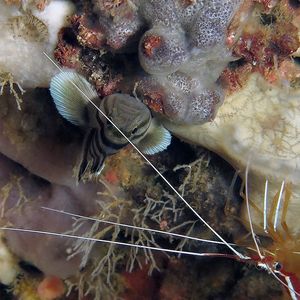 Priolepis nocturna 印度尼西亚 Indonesia , 安汶 Ambon @LazyDiving.com 潜水时光