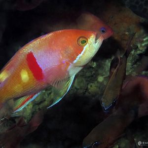 Pseudanthias rubrizonatus 印度尼西亚 Indonesia , 安汶 Ambon @LazyDiving.com 潜水时光