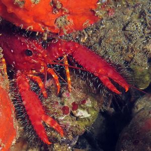 Enoplometopus occidentalis Enoplometopus occidentalis 红色礁螯虾 Indonesia 印度尼西亚 Ambon 安汶 @LazyDiving.com 潜水时光