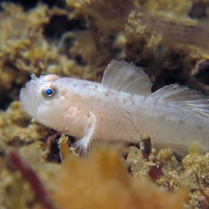 Sueviota bryozophila 印度尼西亚 Indonesia , 马鲁古 Maluku , 安汶 Ambon @LazyDiving.com 潜水时光
