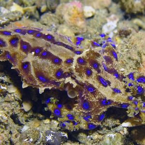 Hapalochlaena maculosa 印度尼��西亚 Indonesia , 安汶 Ambon @LazyDiving.com 潜水时光