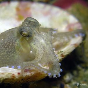 Amphioctopus marginatus 印度尼西亚 Indonesia , 安汶 Ambon @LazyDiving.com 潜水时光