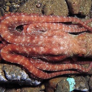 Callistoctopus luteus 印度尼西亚 Indonesia , 安汶 Ambon @LazyDiving.com 潜水时光