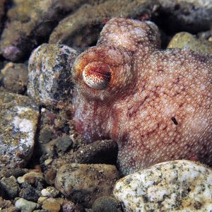 Callistoctopus luteus 印度尼西亚 Indonesia , 安汶 Ambon @LazyDiving.com 潜水时光