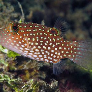 Canthigaster amboinensis Canthigaster amboinensis 安汶扁背鲀 Indonesia 印度尼西亚 Ambon 安汶 @LazyDiving.com 潜水时光