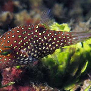 Canthigaster amboinensis Canthigaster amboinensis 安汶扁背鲀 Indonesia 印度尼西亚 Ambon 安汶 @LazyDiving.com 潜水时光