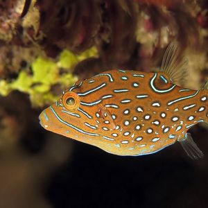 Canthigaster papua Canthigaster papua 巴布亚尖鼻鲀 Indonesia 印度尼西亚 Ambon 安汶 @LazyDiving.com 潜水时光