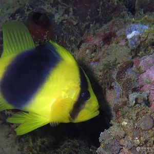Diploprion bifasciatum 印度尼西亚 Indonesia , 马鲁古 Maluku , 安汶 Ambon @LazyDiving.com 潜水时光