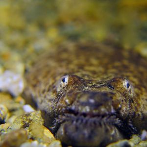 Brachysomophis cirrocheilos 印度尼西亚 Indonesia , 安汶 Ambon @LazyDiving.com 潜水时光