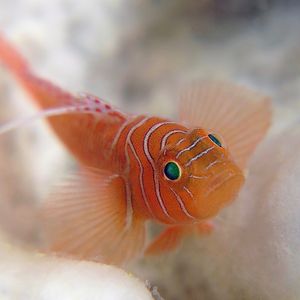 Priolepis vexilla 印度尼西亚 Indonesia , 安汶 Ambon @LazyDiving.com 潜水时光