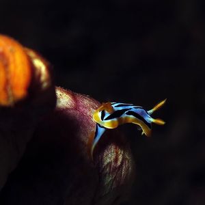 Chromodoris elisabethina �印度尼西亚 Indonesia , 安汶 Ambon @LazyDiving.com 潜水时光