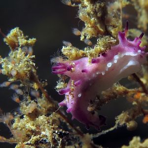 Aegires villosus 印度尼西亚 Indonesia , ��安汶 Ambon @LazyDiving.com 潜水时光