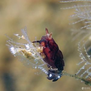 Trinchesia 印度尼西亚 Indonesia , 安汶 Ambon @LazyDiving.com 潜水时光