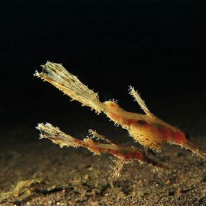 Solenostomus cyanopterus 印度尼西亚 Indonesia , 巴厘岛 Bali , 艾湄湾 Amed Bay @LazyDiving.com 潜水时光