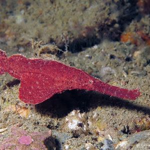 Solenostomus cyanopterus 印度尼西亚 Indonesia , 安汶 Ambon @LazyDiving.com 潜水时光