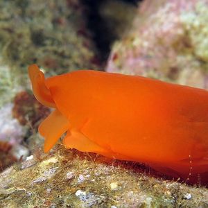 Berthellina quadridens 印度尼西亚 Indonesia , 安汶 Ambon @LazyDiving.com 潜水时光