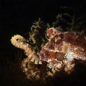 Amphioctopus mototi Amphioctopus mototi 有毒眼斑章鱼 Indonesia 印度尼西亚 Ambon 安汶 @LazyDiving.com 潜水时光