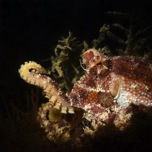 Amphioctopus mototi 印度尼��西亚 Indonesia , 安汶 Ambon @LazyDiving.com 潜水时光