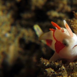Antennarius maculatus Antennarius maculatus 印度尼西亚 Indonesia , 马鲁古 Maluku , 安汶 Ambon @LazyDiving.com 潜水时光