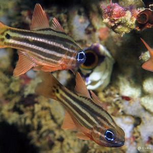 Ostorhinchus compressus ��印度尼西亚 Indonesia , 安汶 Ambon @LazyDiving.com 潜水时光